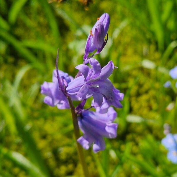 Hyacinthoides × massartiana Cvet