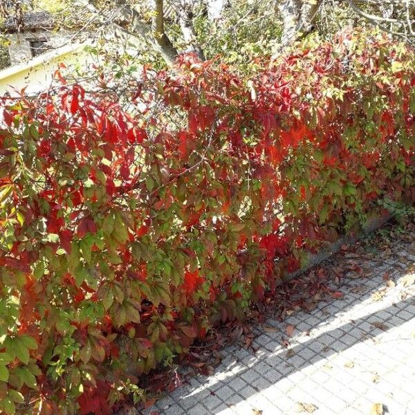 Parthenocissus quinquefolia (Woodbine)