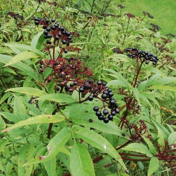 Sambucus ebulus Fruto