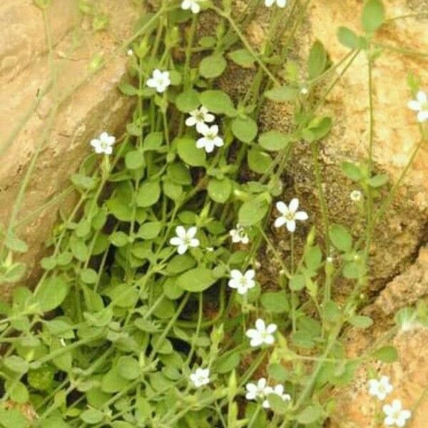 Arenaria balearica Kukka