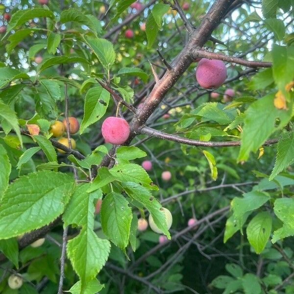 Prunus americana Fruit