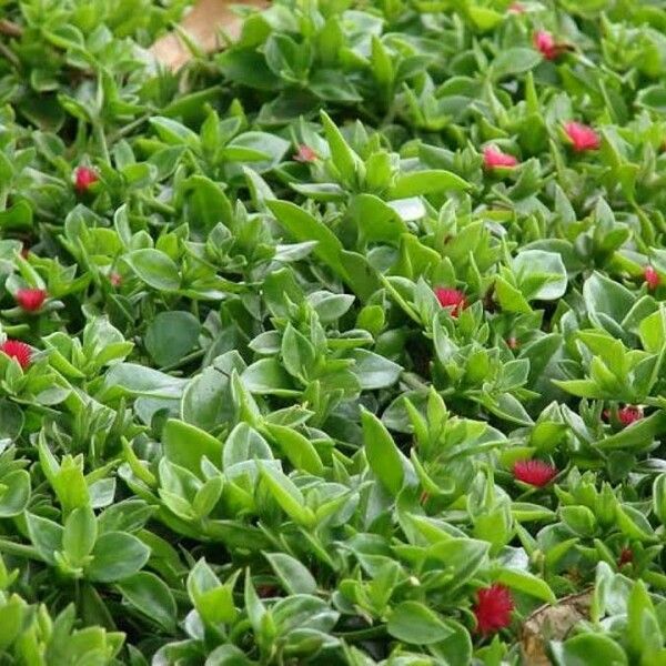 Aptenia cordifolia Leaf