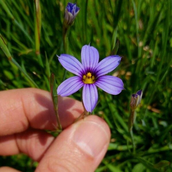 Sisyrinchium montanum Fiore