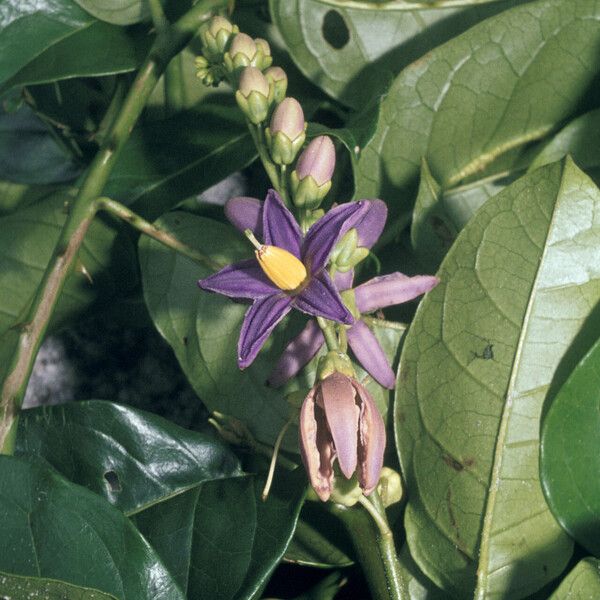 Solanum coriaceum Flower