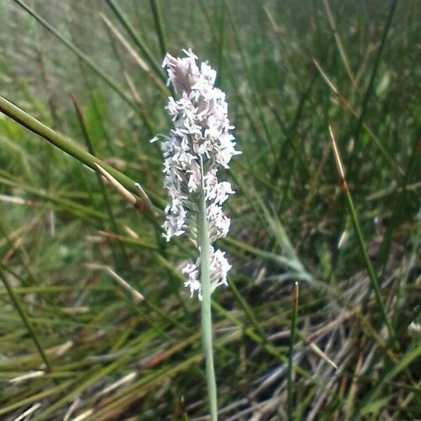 Alopecurus geniculatus Fleur