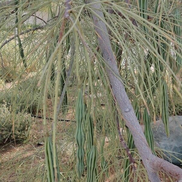 Moringa peregrina Frucht