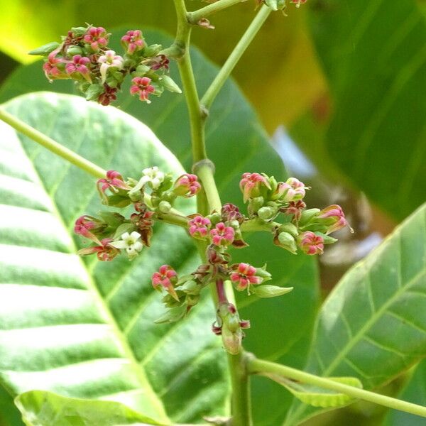 Anacardium occidentale Fiore