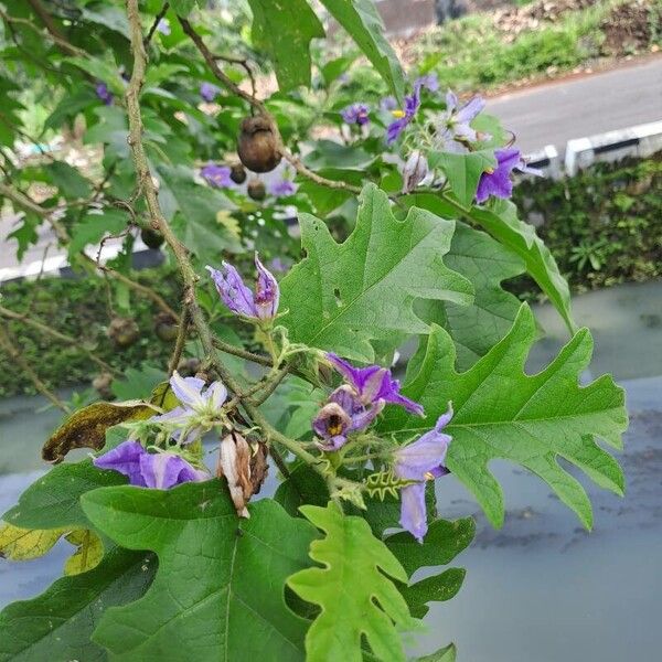 Solanum wrightii फूल