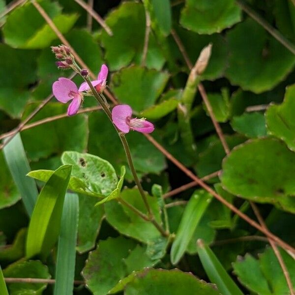 Desmodium incanum Blomst