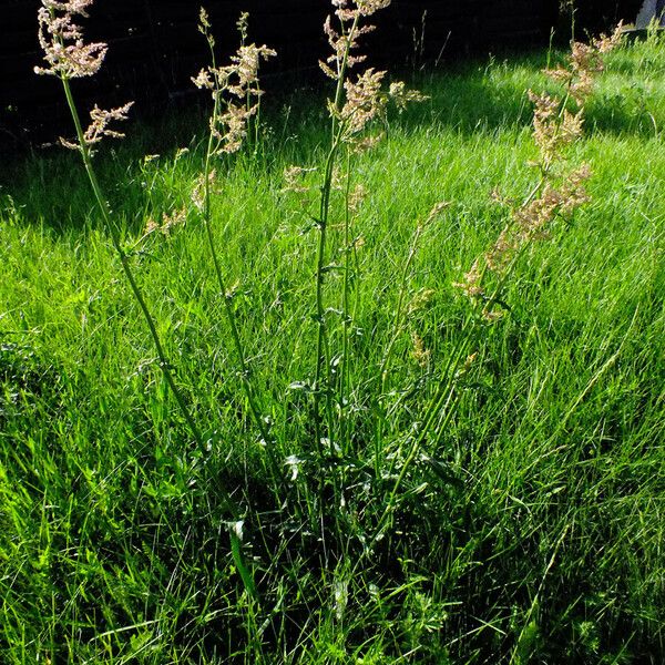 Rumex thyrsiflorus Plante entière