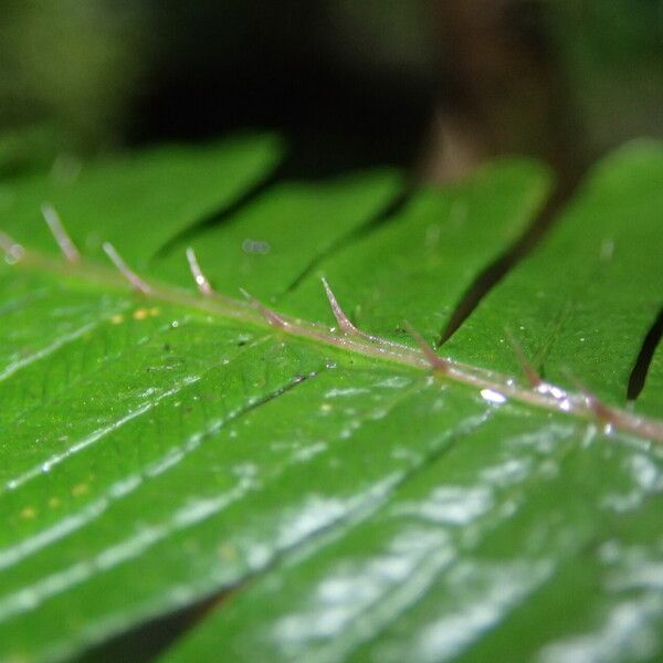 Pteris catoptera Folla