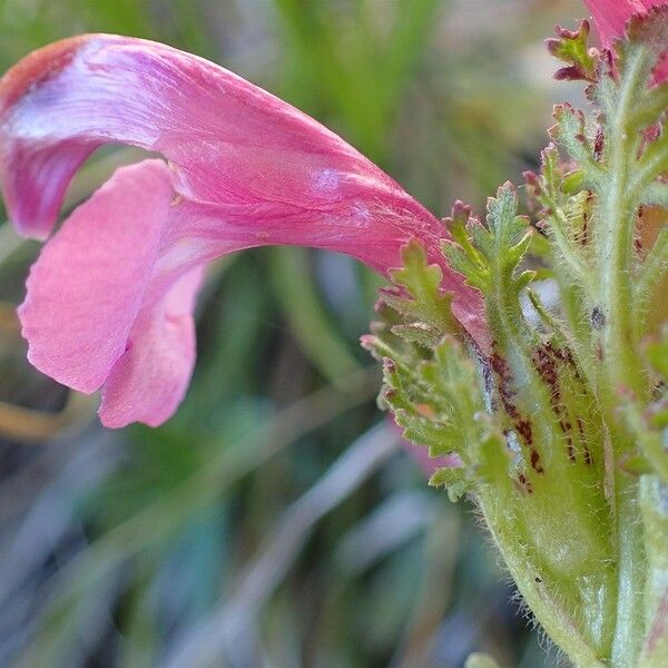 Pedicularis gyroflexa Flower