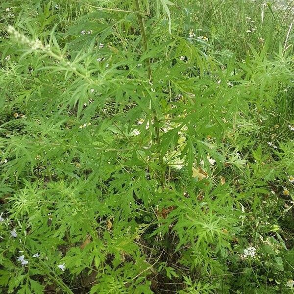 Artemisia vulgaris Habit