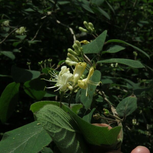 Lonicera xylosteum Květ