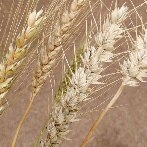 Triticum aestivum Плод