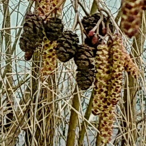 Alnus incana Froito