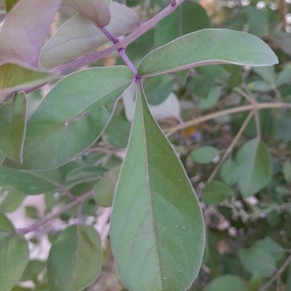 Vitex trifolia Leaf