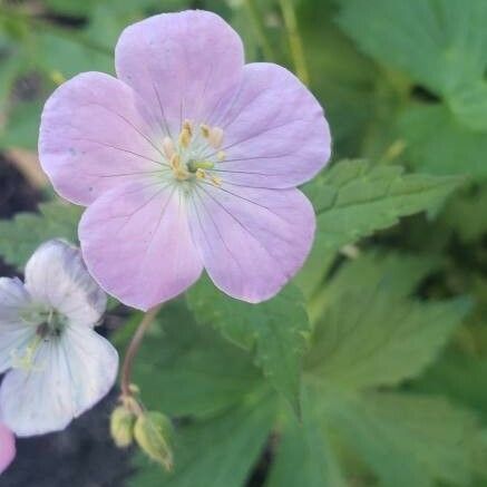 Geranium maculatum Flower