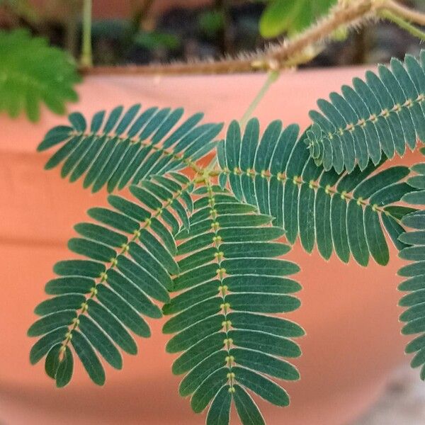 Mimosa pudica Leaf