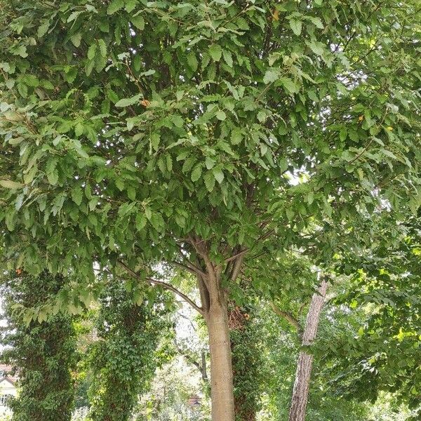 Hedlundia thuringiaca Habit