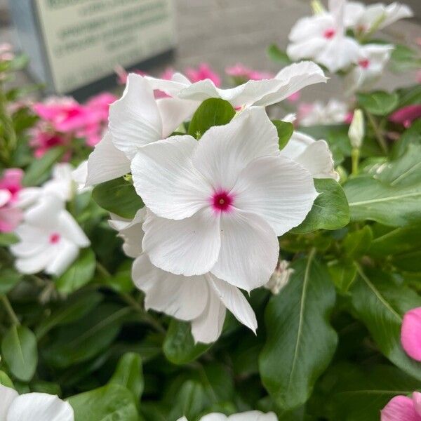 Catharanthus coriaceus Floare