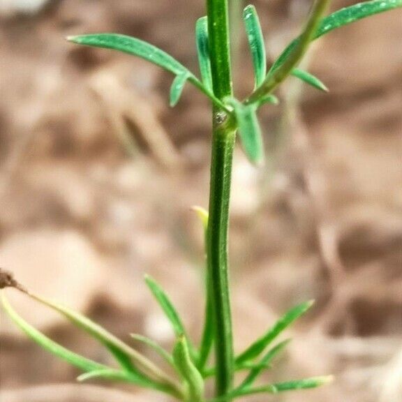 Delphinium pentagynum Leaf