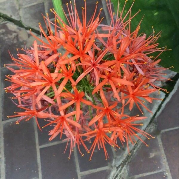 Scadoxus multiflorus Квітка