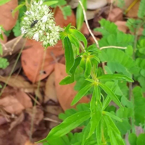 Spermacoce verticillata Hábito