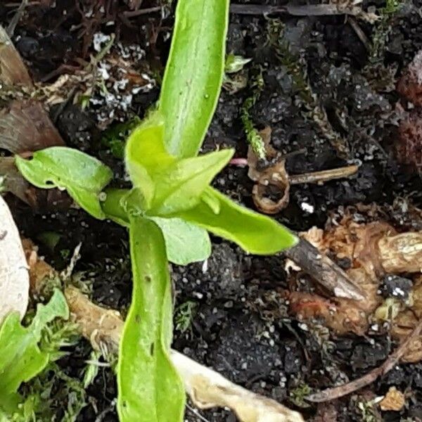 Myosotis scorpioides পাতা