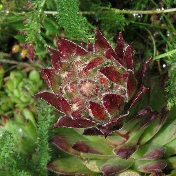 Sempervivum montanum 葉