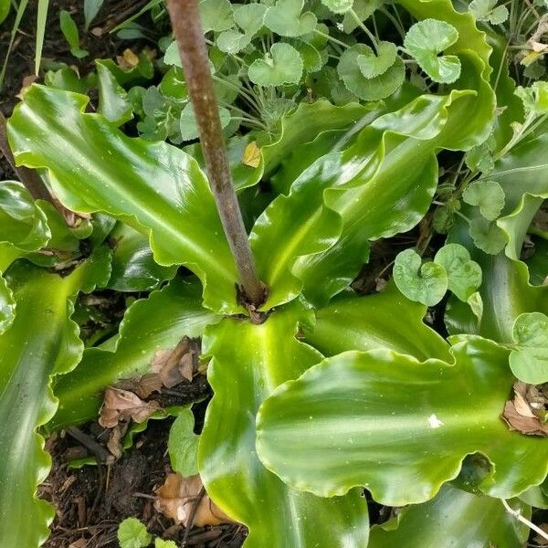 Veltheimia bracteata Leaf