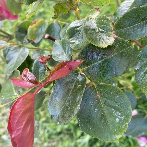 Rosa gallica Blad