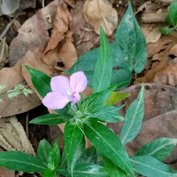 Justicia carthaginensis Flower