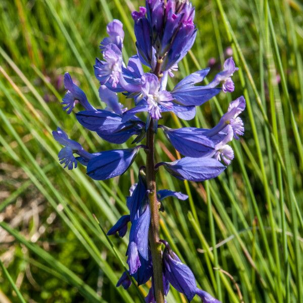 Polygala major Flower