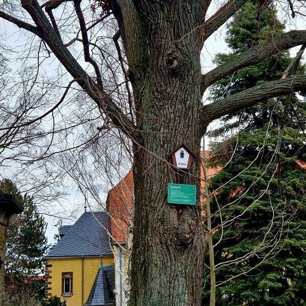 Tilia platyphyllos Buveinė