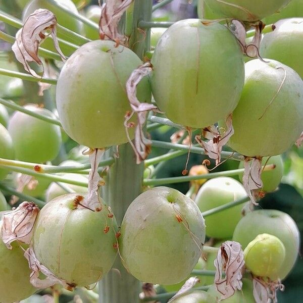 Eremurus robustus Fruit