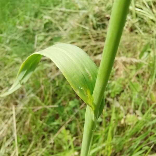 Allium scorodoprasum Leaf