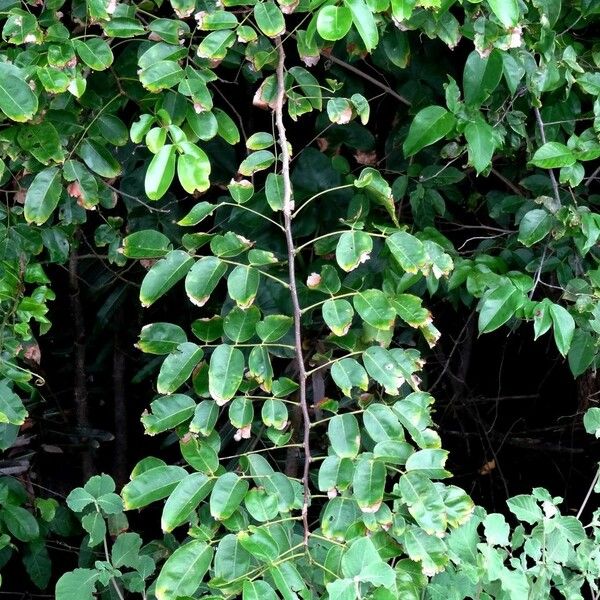 Pterocarpus officinalis 葉