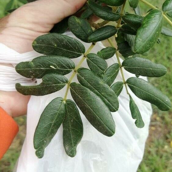 Senna multiglandulosa Blatt