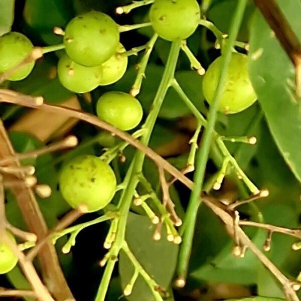 Prunus virginiana Hedelmä