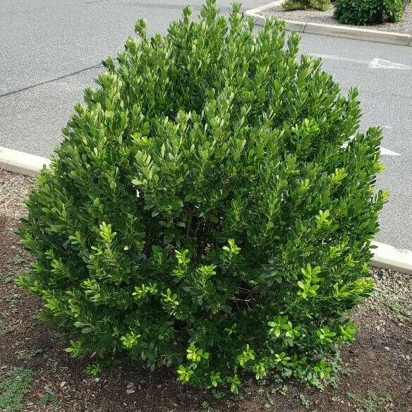 Euonymus japonicus Habitat