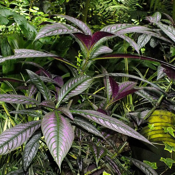 Strobilanthes auriculata Habit