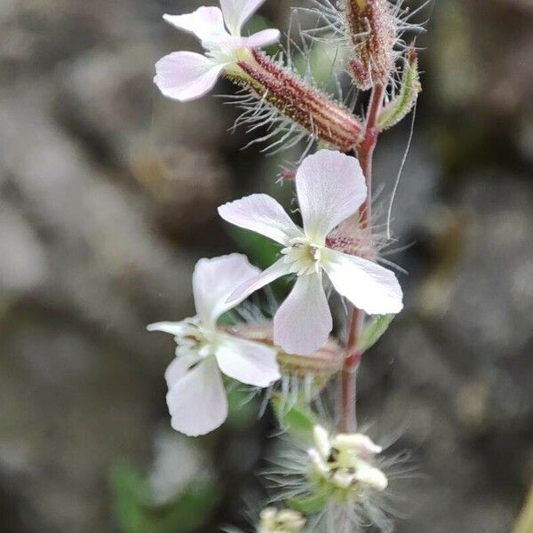 Silene gallica Kvet