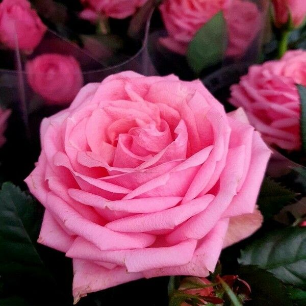 Rosa lucieae Цвят
