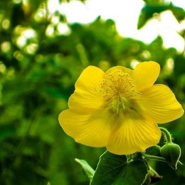 Abutilon indicum Blodyn