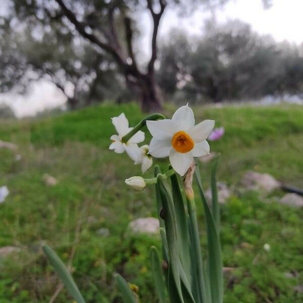 Narcissus tazetta Cvet