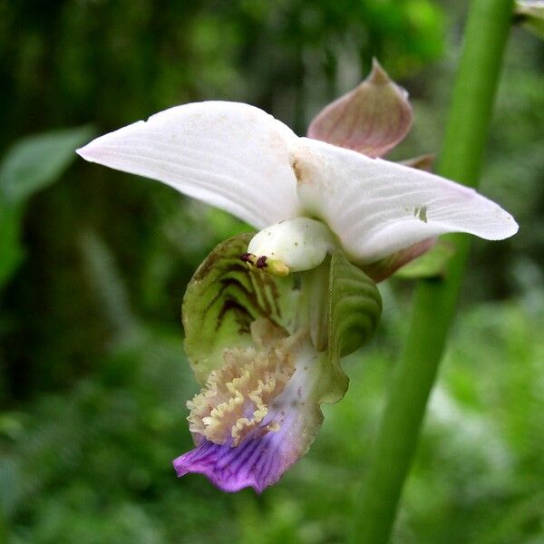 Eulophia horsfallii Flower