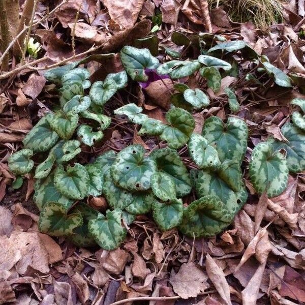 Cyclamen purpurascens Leaf