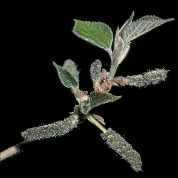 Broussonetia papyrifera Flower