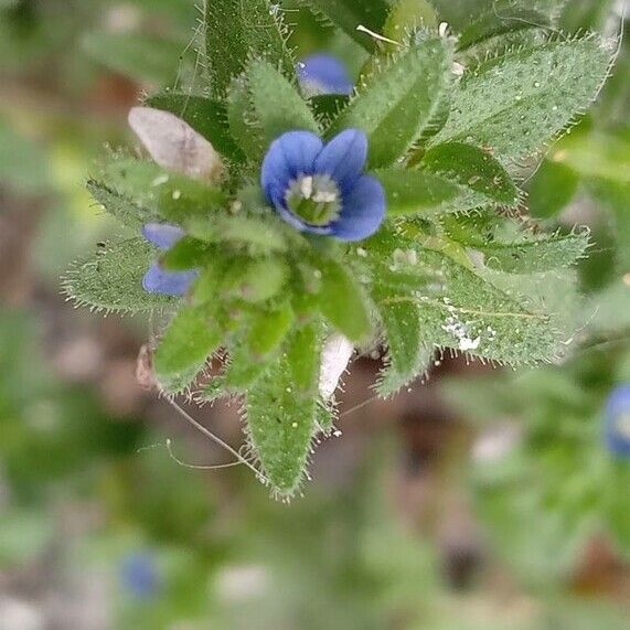 Veronica arvensis Fiore